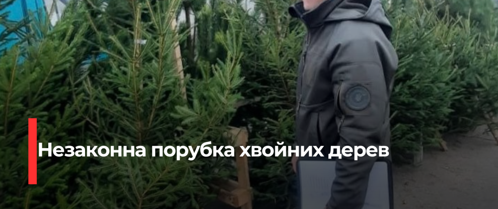 Рівненські екологи виявили незаконну вирубку хвойних дерев та порушення правил реалізації