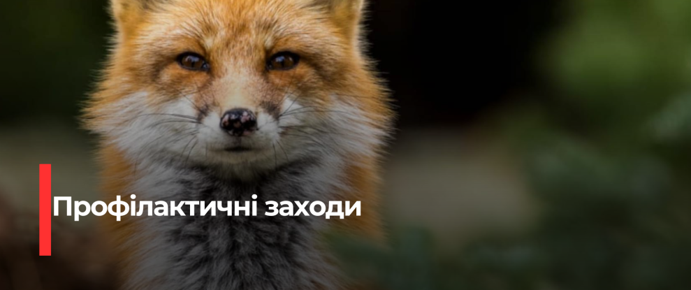 Регулювання популяції хижаків на Рівненщині: контрольований відстріл лисиць, вовків та інших тварин