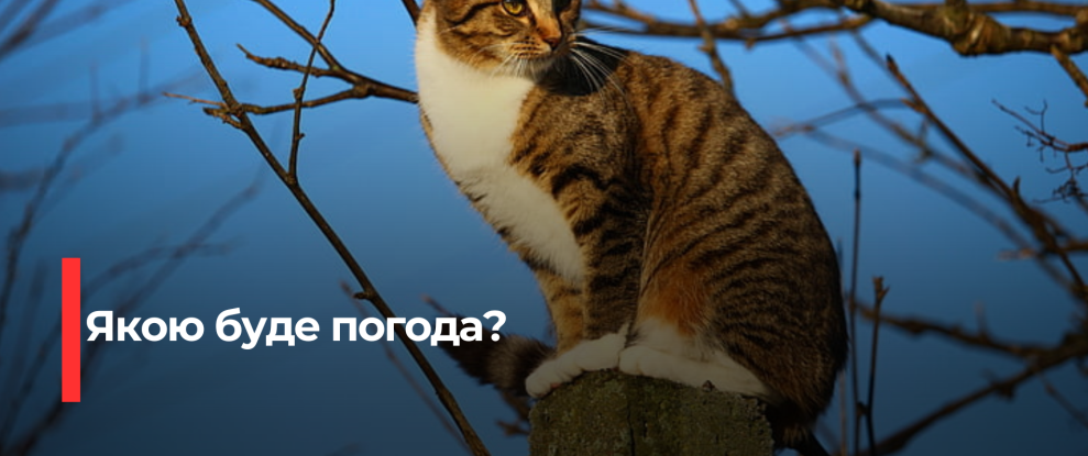 Теплий Різдвяний День на Рівненщині: Прогноз Синоптиків