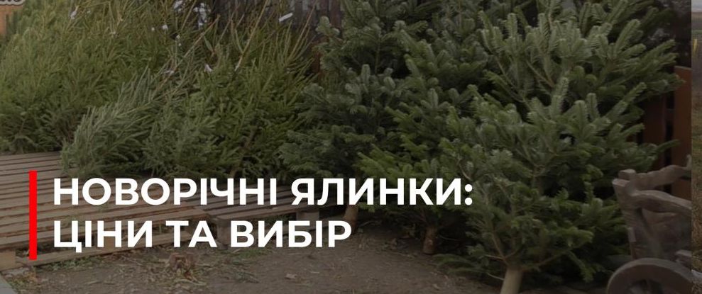 Різдвяний продаж ялинок у Рівному: що потрібно знати покупцям