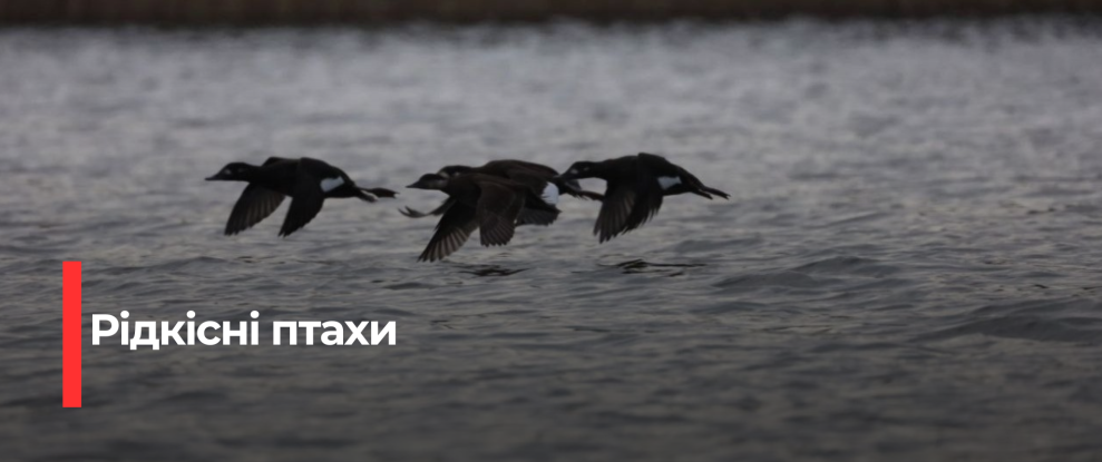 Унікальні гості озера Нобель: науковці зафіксували рідкісні птахи
