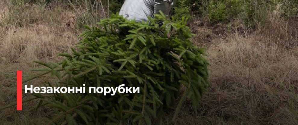 На Рівненщині оштрафували за незаконні рубки хвойних дерев