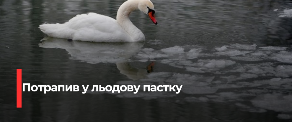 Здолбунівський Лебедь: Несподівана Зустріч з Льодом