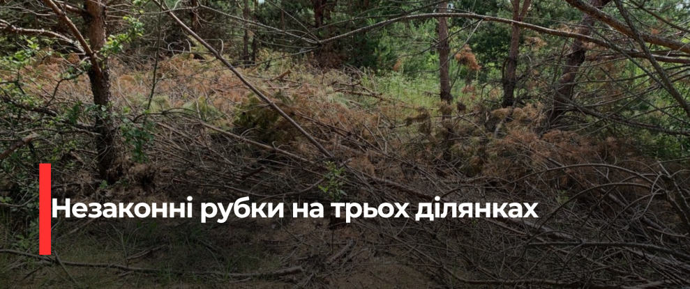 Нелегальні рубки лісу на Рівненщині: селищна рада сплатить майже 200 тис. грн
