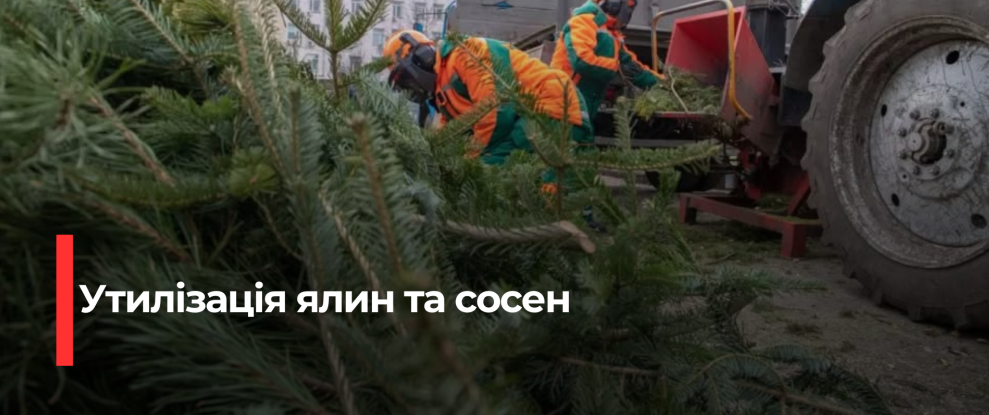 Екологічна утилізація ялинок у Рівному: як допомогти місту та природі