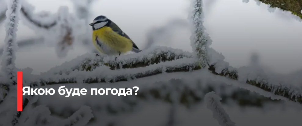 Рівненщина: Сильні морози та ожеледиця на порозі