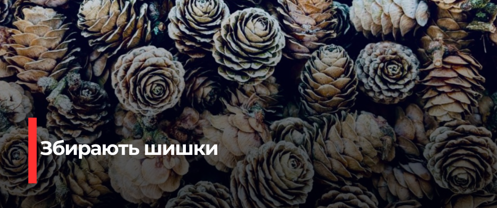 Рівненська шишкова заготівля: стратегія відновлення лісів