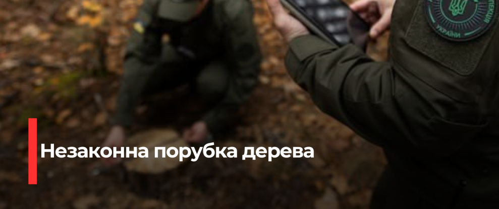 Несанкціонована Порубка Старої Дуби в Урочищі на Рівненщині: Екологи Стягують Шкоду