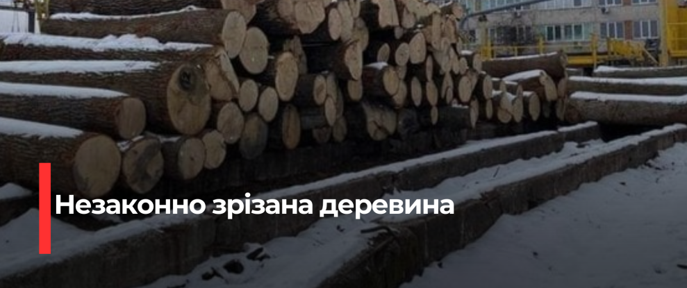 На Рівненщині виявили незаконну деревину та встановили винного