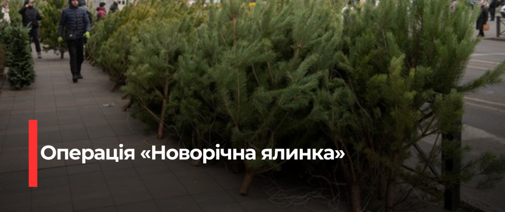 Рівненські екологи жорстко карають порушників, які незаконно вирубують новорічні ялинки