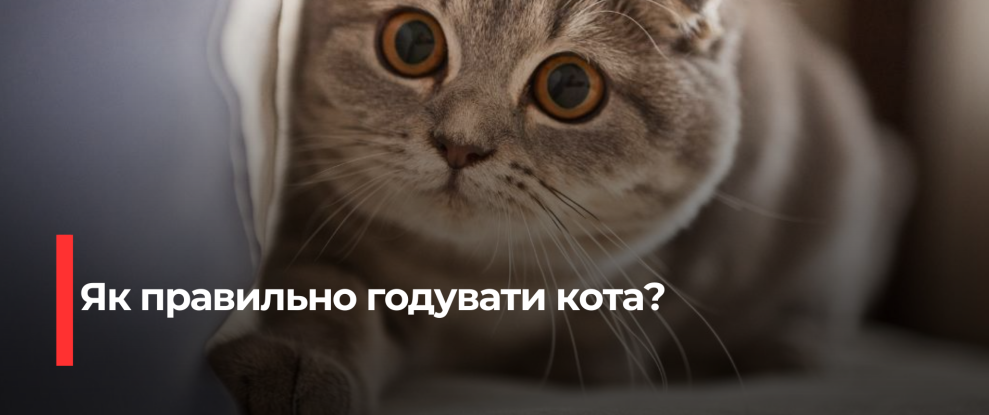 Ідеальний режим харчування вашого кота: індивідуальний підхід