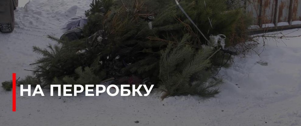 Рівне: Нові ялинки з переробленої хвої для опалення