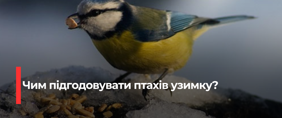 Як Допомогти Птахам Пережити Зиму: Корисні Поради та Корми