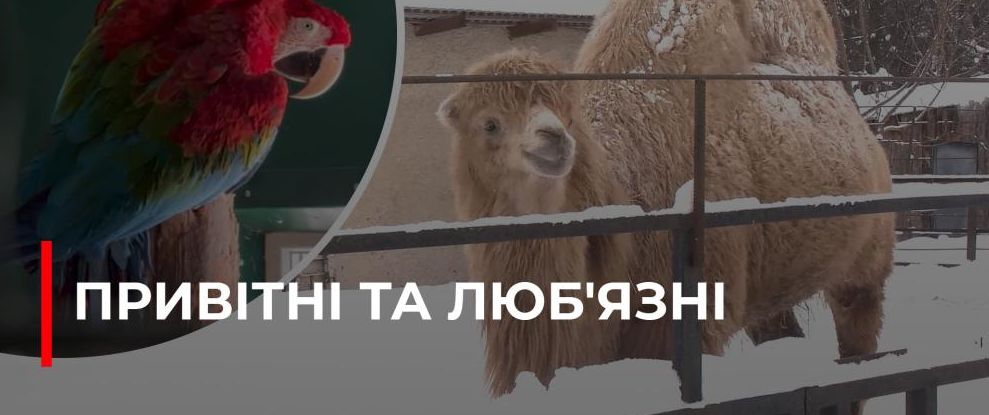 Зимовий побут у Рівненському зоопарку: Як тварини готуються до холоду та отримують догляд