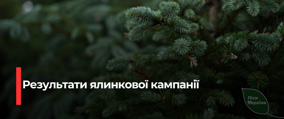 Рівненські надлісництва виробили понад 25 тисяч ялинок до свят
