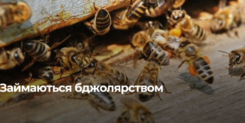Рівненська область: Підтримка бджольництва та ветеринарний контроль