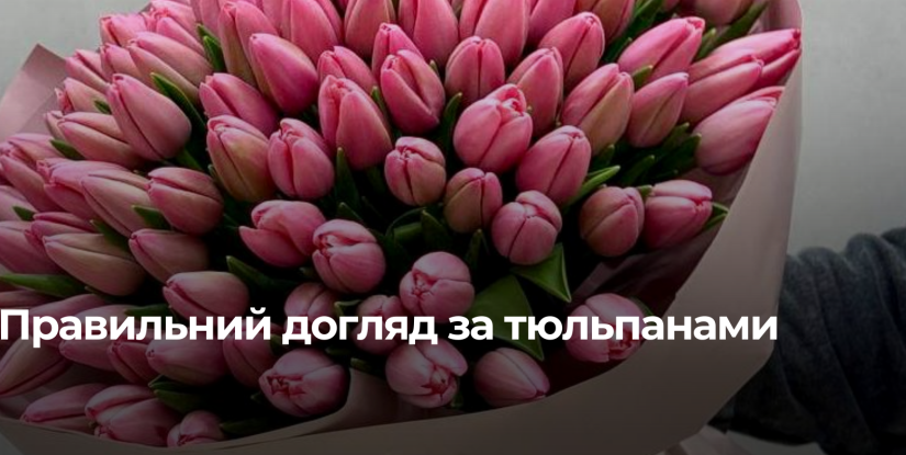 Як Доглядати за Тюльпанами, щоб Вони Довше Простояли у Вазі