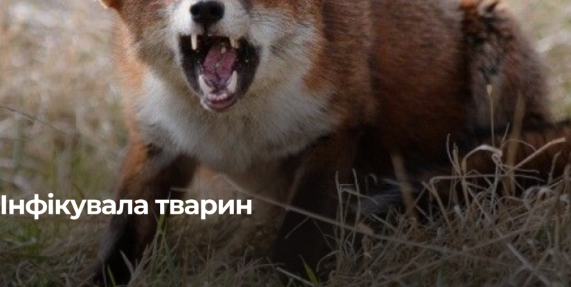 У Рівненській області зафіксовано випадок сказу у лисиці