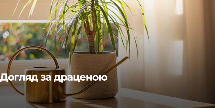 Чому жовтіє драцена і опадає листя: поради, як з цим боротися