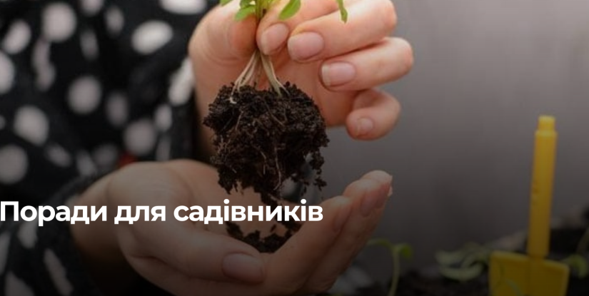 Чому не проростає насіння: найпоширеніші причини та рішення