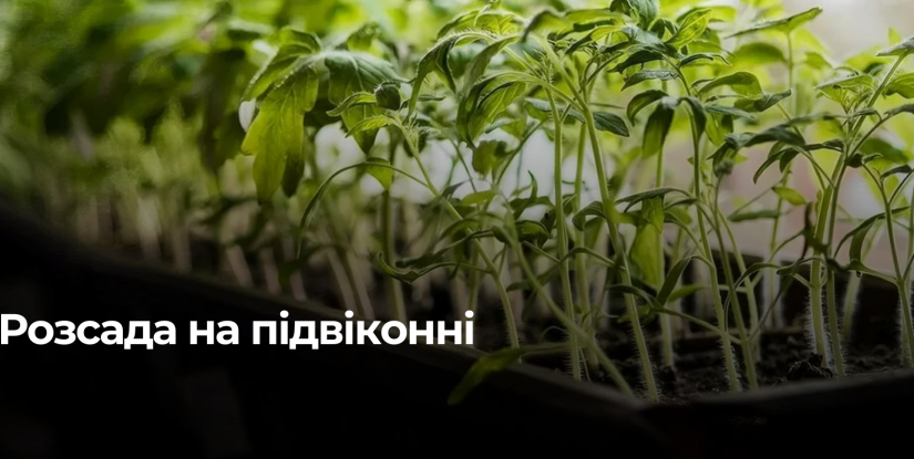 Вирощування розсади помідорів на підвіконні