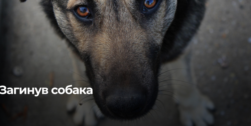 Неочікувана трагедія на Рівненщині: поліція розслідує загибель безпритульної собаки