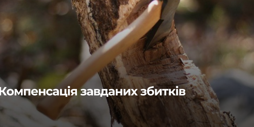 Зарічненська рада повинна відшкодувати збитки за незаконну порубку дерев
