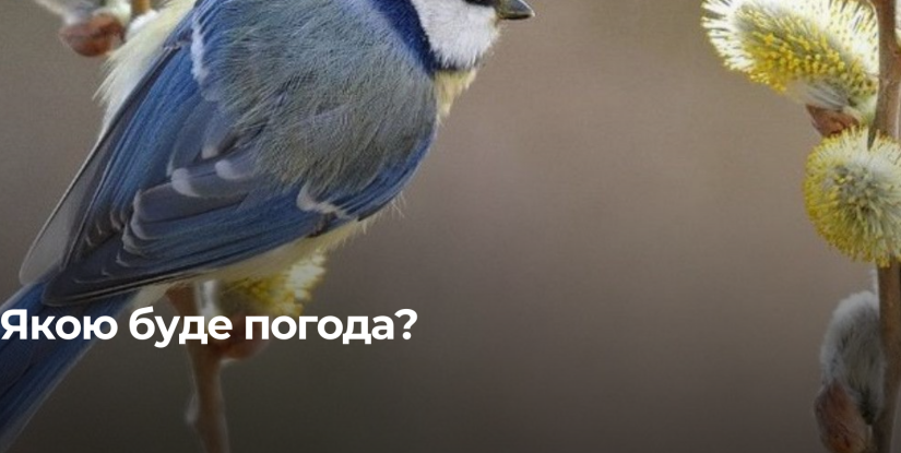 Рівненщина: Очікується Тепла Погода та Ожеледиця на Дорогах