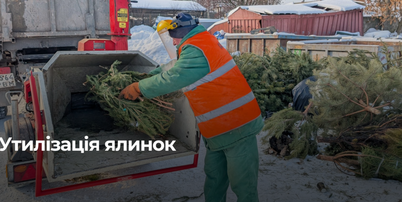 Рівняни здають ялинки: комунальники збирають дерева для утилізації