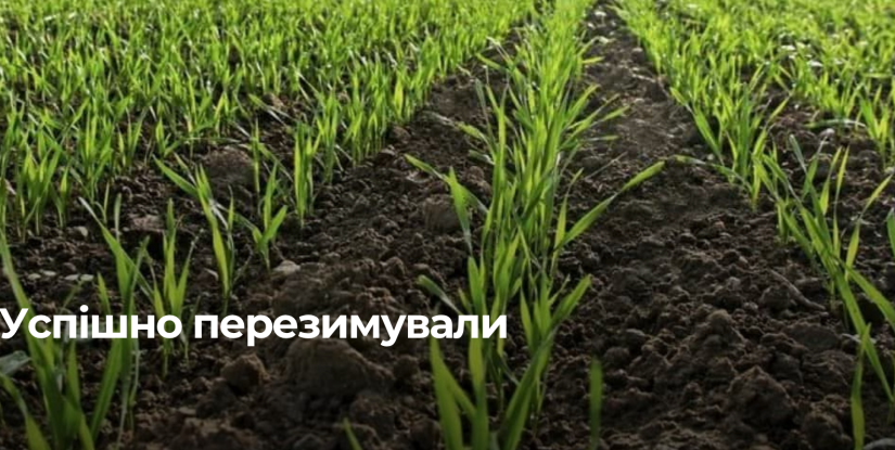 Стан озимих культур у Рівненській області після зими