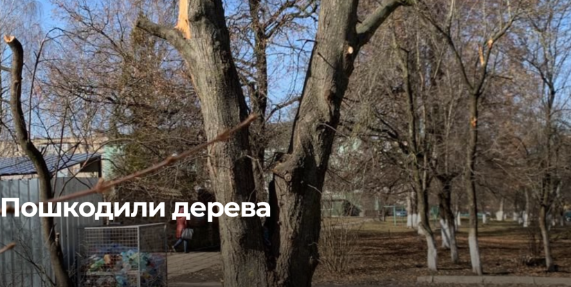 В Здолбунові притягнули до відповідальності особу за пошкодження зелених насаджень