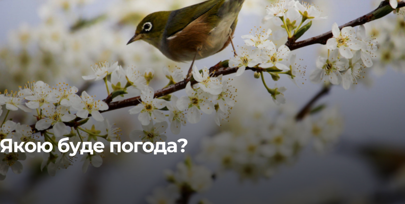 Тепле повітря на Рівненщині: прогноз синоптиків на 2 березня
