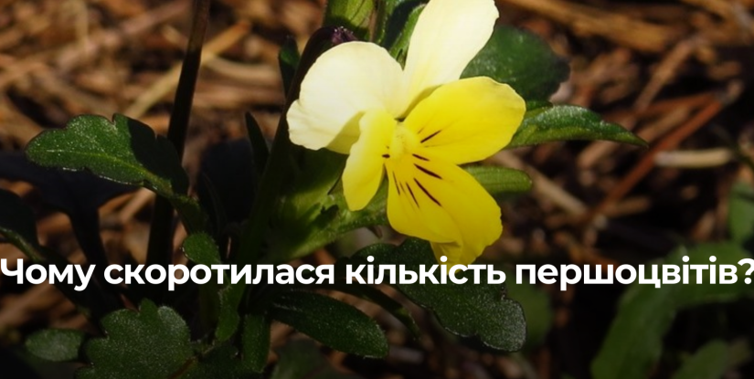 Весняна Феєрія на Поліссі: Розквіт Першоцвітів