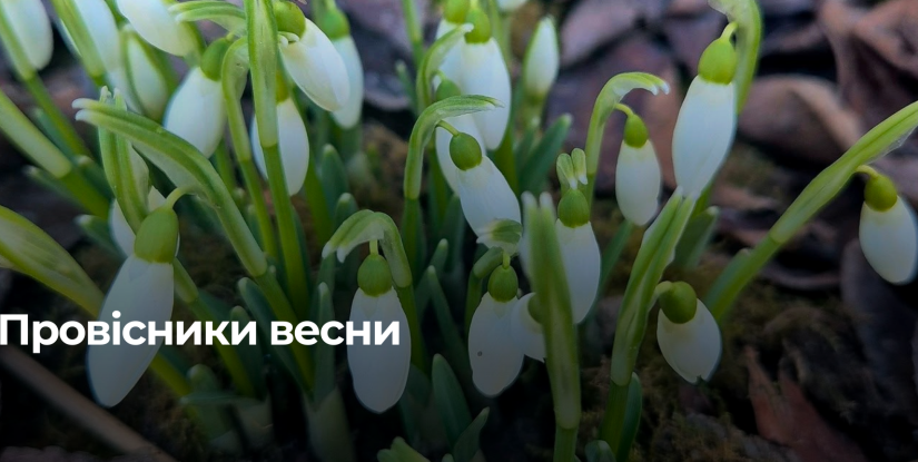 Перші весняні квіти: Рівненщина зустрічає підсніжники