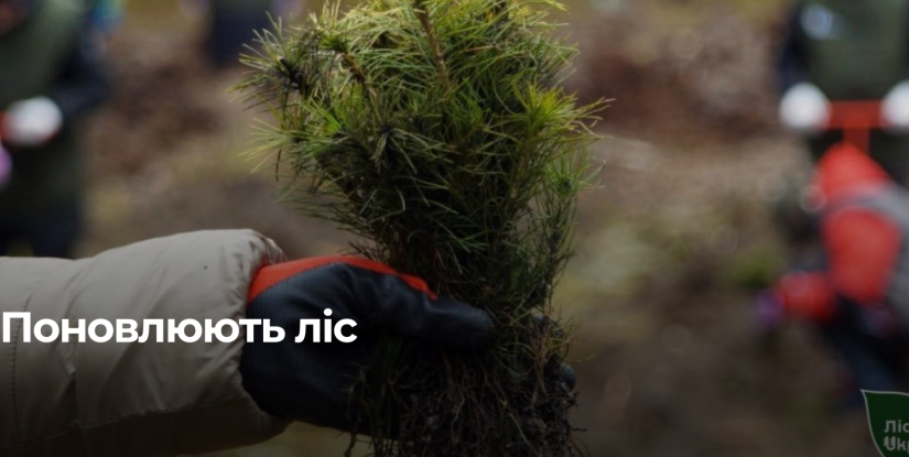 Рівненщина: Масштабна Лісова Реконструкція для Відновлення Екосистеми