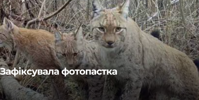 У Рівненському заповіднику зафіксовано євразійську рису