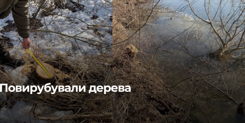 Несанкціонована порубка дерев зафіксовано на березі річки Стир