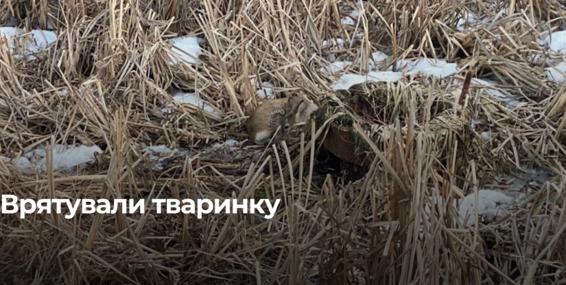 Рятувальники визволили косулю з бетонної пастки на Рівненщині