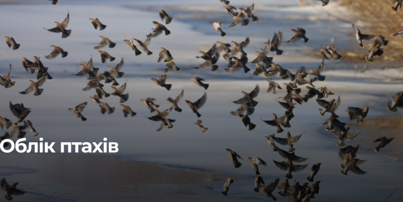 У Рівненському національному парку зафіксували рідкісних птахів