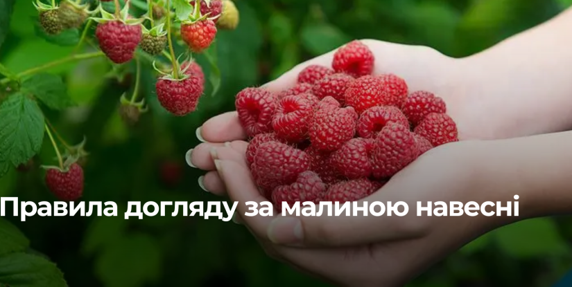 Весняний догляд за малиною для щедрого врожаю