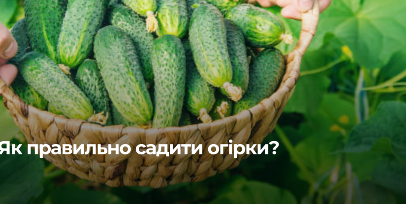 Правила вирощування огірків для щедрого врожаю