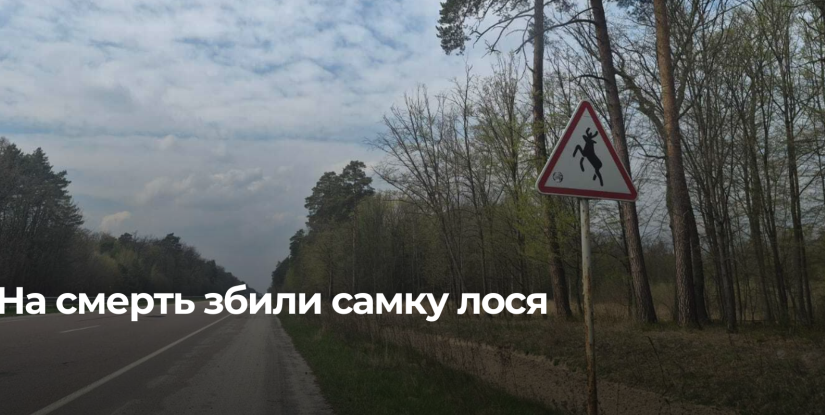 Трагічний інцидент на Рівненщині: загибель червонокнижного лося