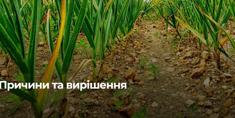 Причини пожовтіння цибулі та часнику і способи їх вирішення