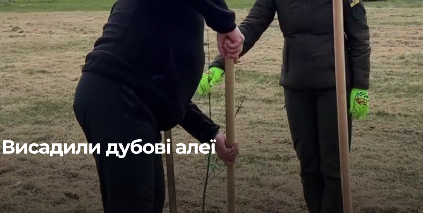 На Рівненщині висадили алеї з дубів із жолудів «Дубів Шевченка»