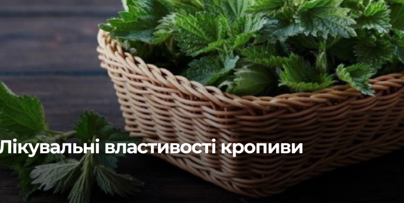 Кропива для здоров’я: користь, обмеження та поради щодо вживання при діабеті