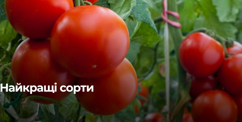Невибагливі сорти помідорів для легкого вирощування