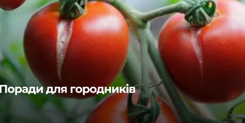 Причини тріщин на помідорах та як їх уникнути