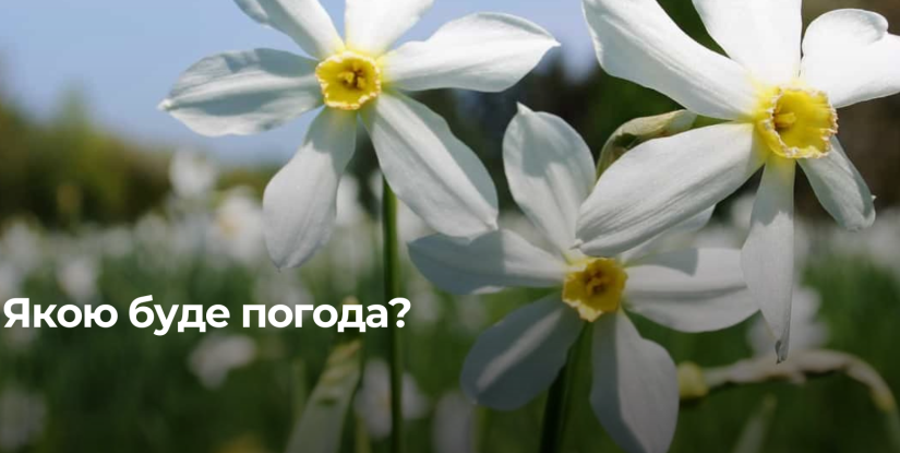 На Рівненщині 27 квітня очікують сильний вітер і нічні заморозки