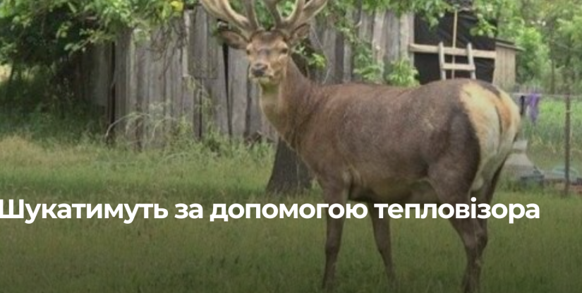 Доля оленя Бориса: де він зараз?