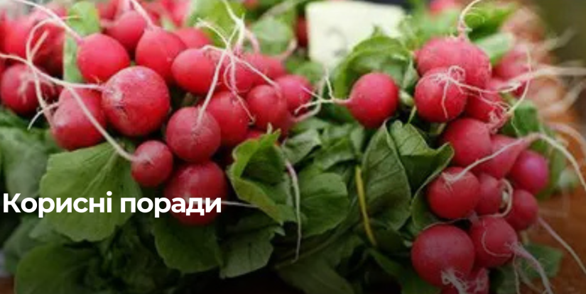 Як виростити редиску без гіркоти